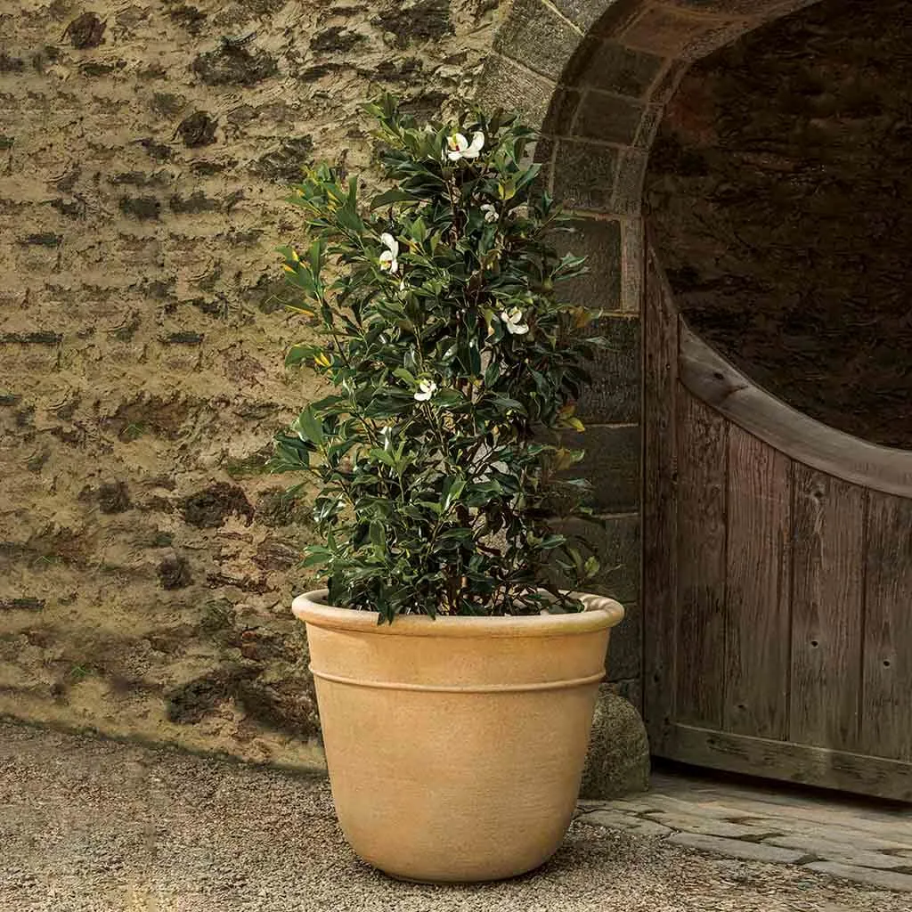 Campania International Carema Extra Large Planter