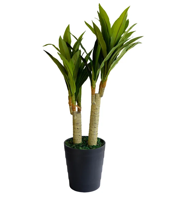 Dracaena fragrans